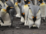 Images of the falkland islands